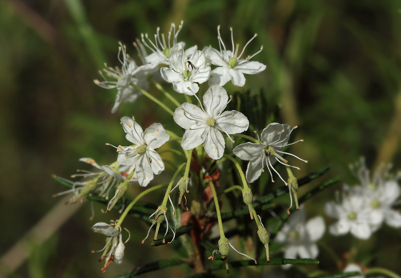 Image of Ledum palustre specimen.