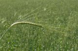 Hordeum distichon