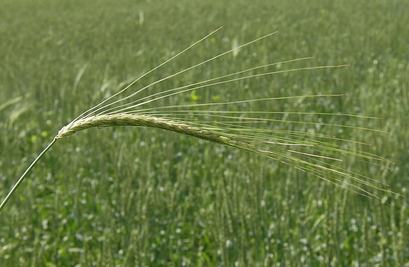 Изображение особи Hordeum distichon.