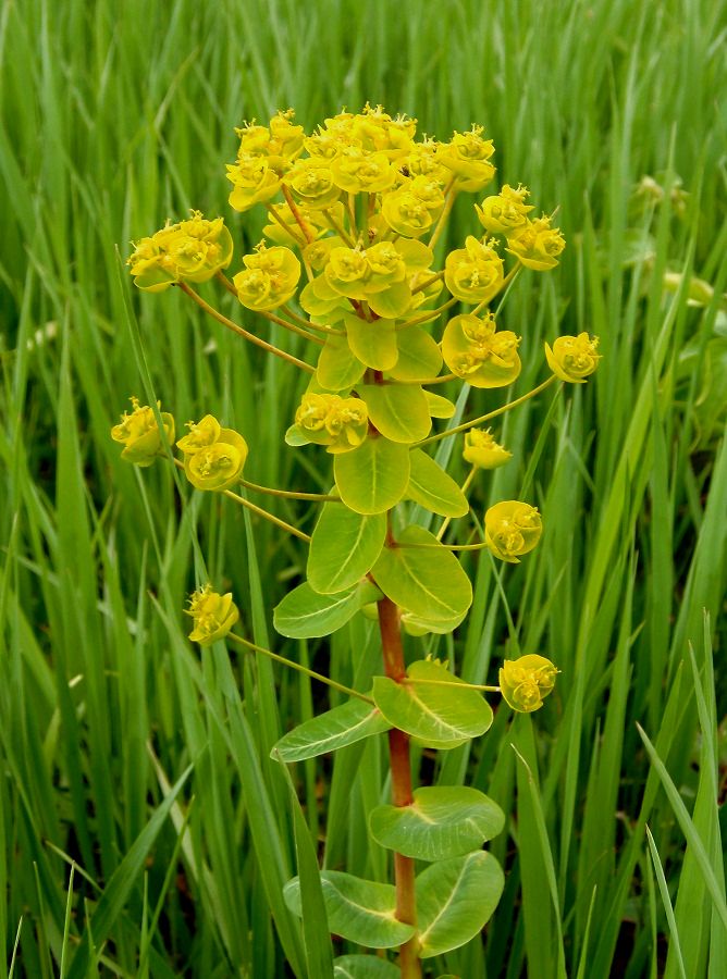 Изображение особи Euphorbia agraria.
