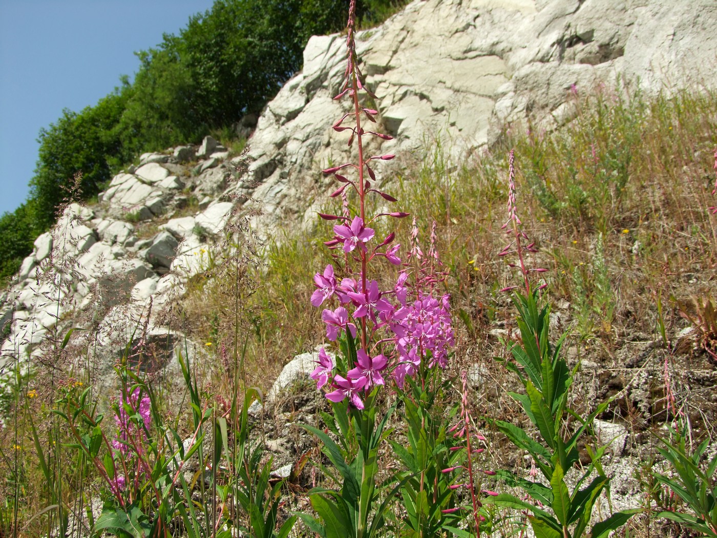 Image of Chamaenerion angustifolium specimen.