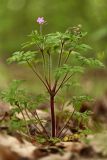 Geranium robertianum