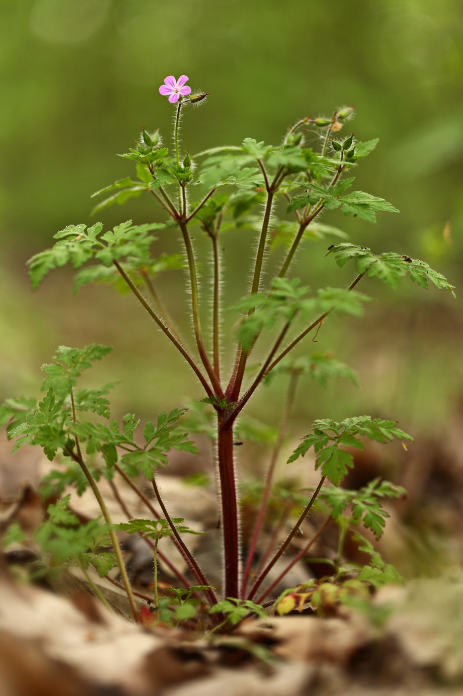 Изображение особи Geranium robertianum.