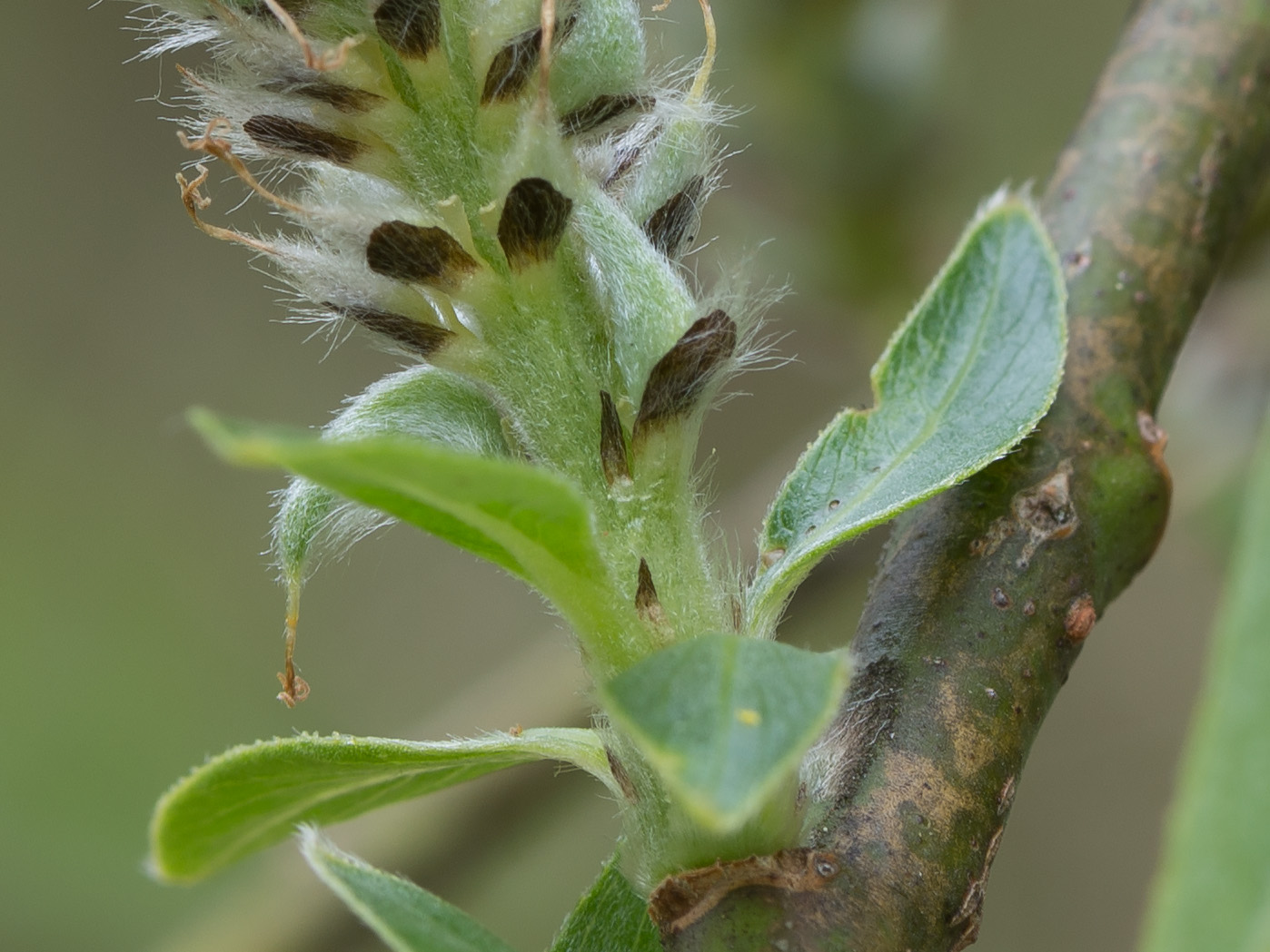 Image of Salix gmelinii specimen.