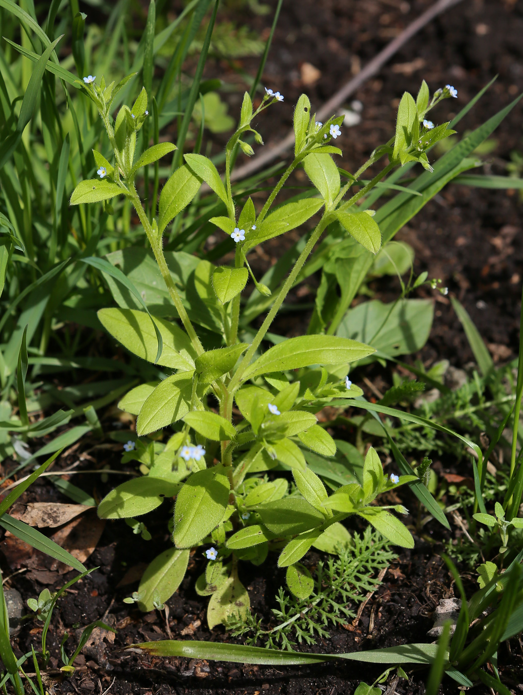 Изображение особи Myosotis sparsiflora.