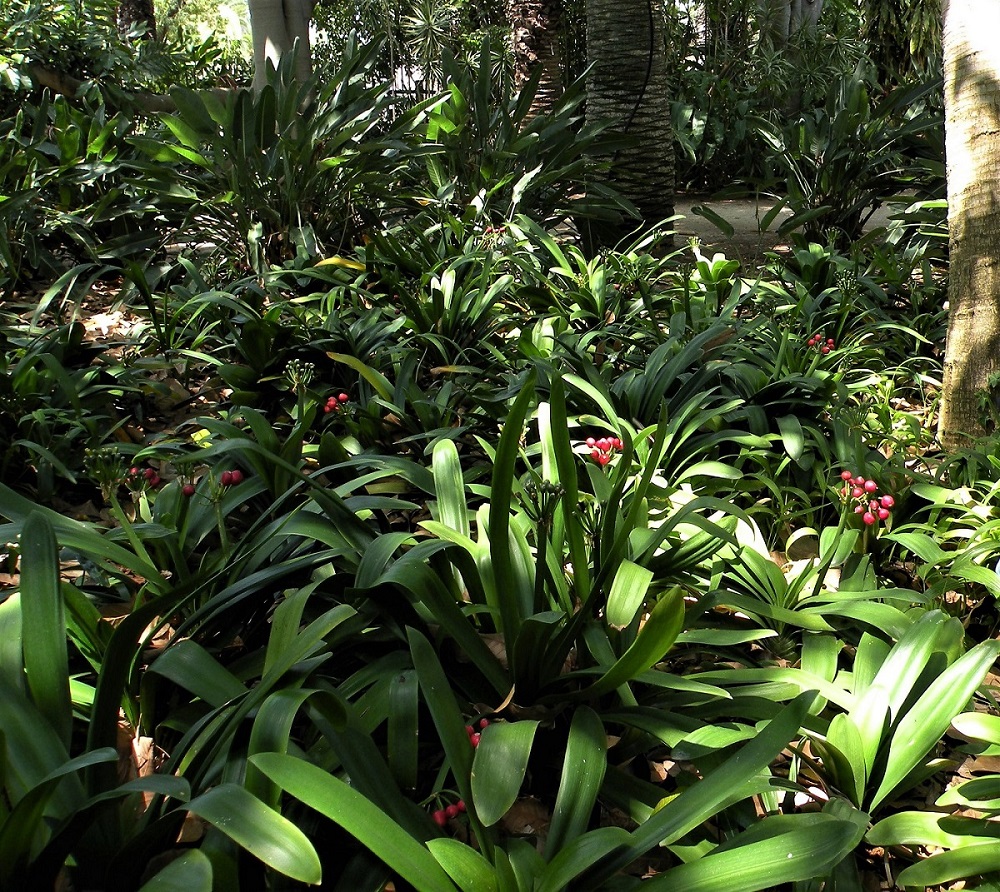 Image of Clivia miniata specimen.