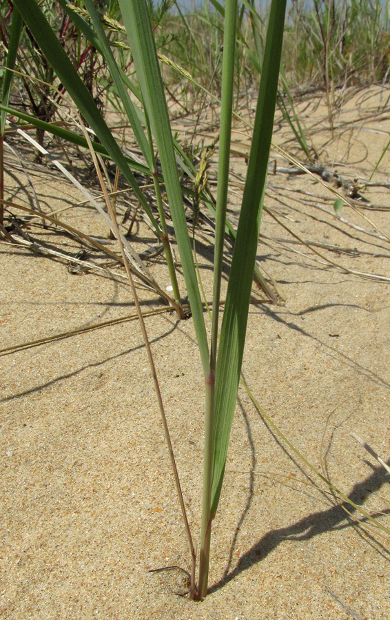 Image of Calamagrostis pseudophragmites specimen.