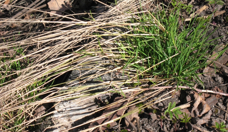 Image of Poa nemoralis specimen.