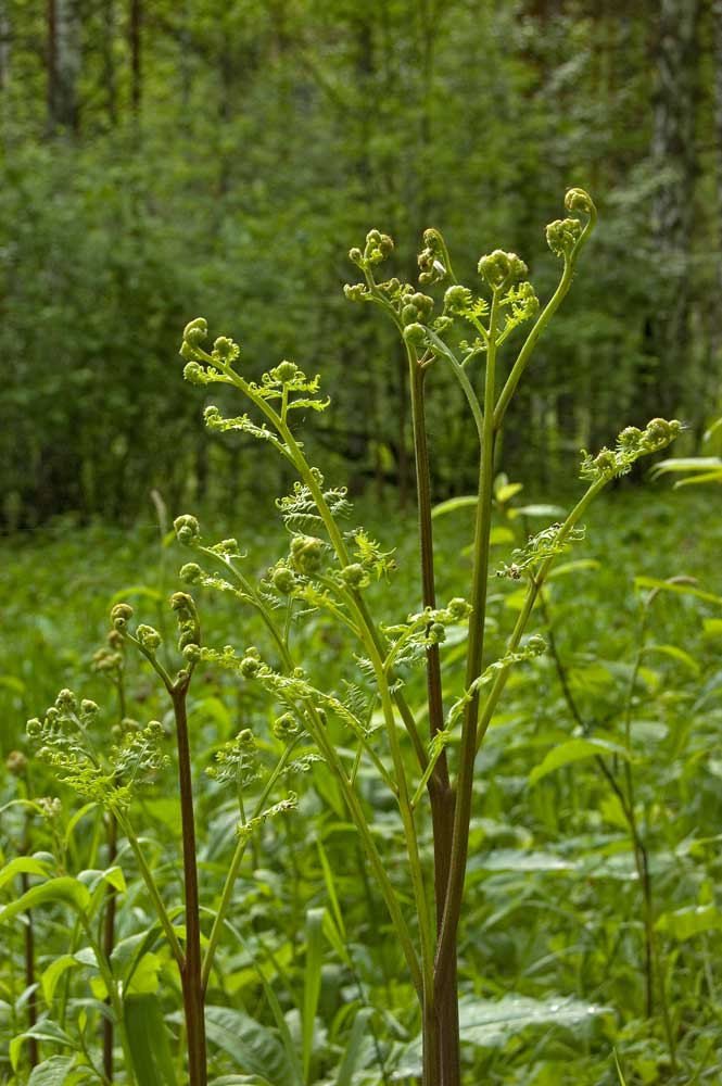 Изображение особи Pteridium pinetorum.