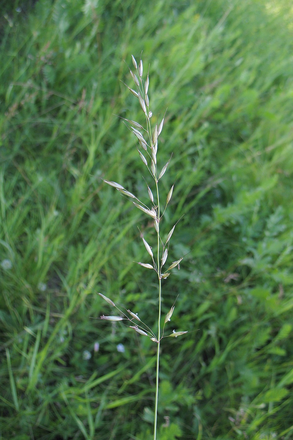 Image of Arrhenatherum elatius specimen.