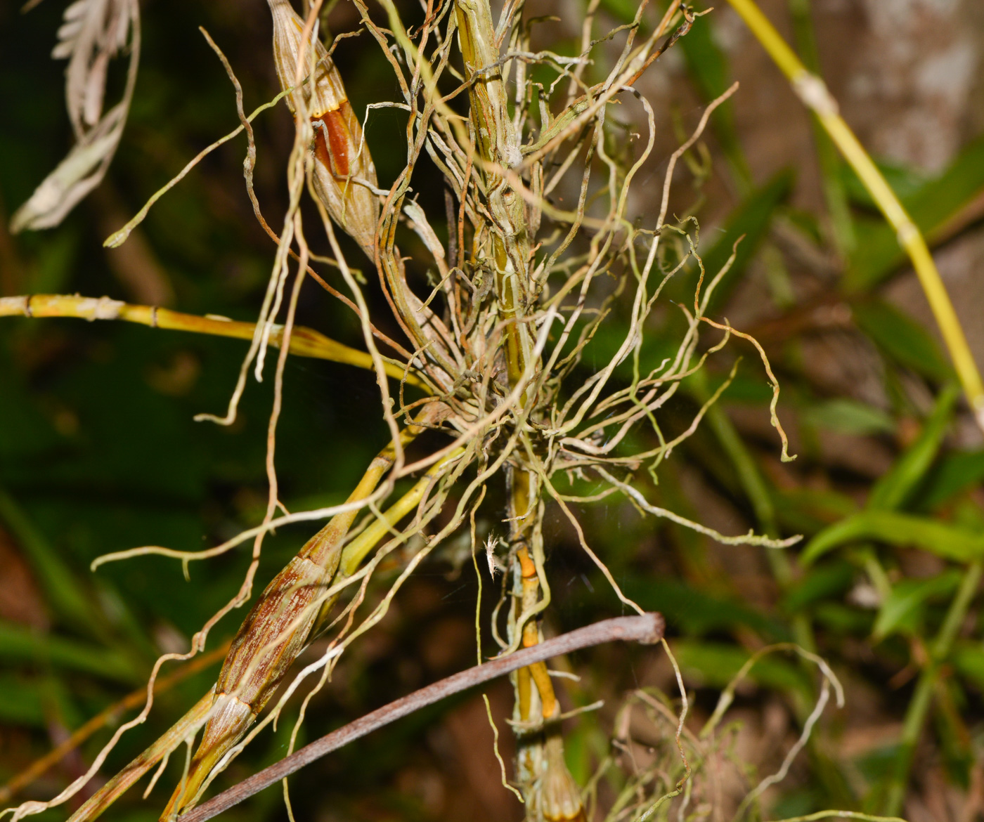 Image of Dendrobium crumenatum specimen.