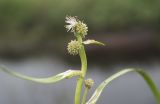 Sparganium hyperboreum