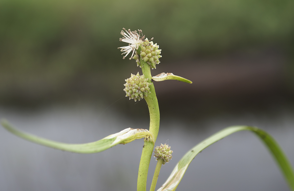 Изображение особи Sparganium hyperboreum.