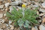 Artemisia senjavinensis