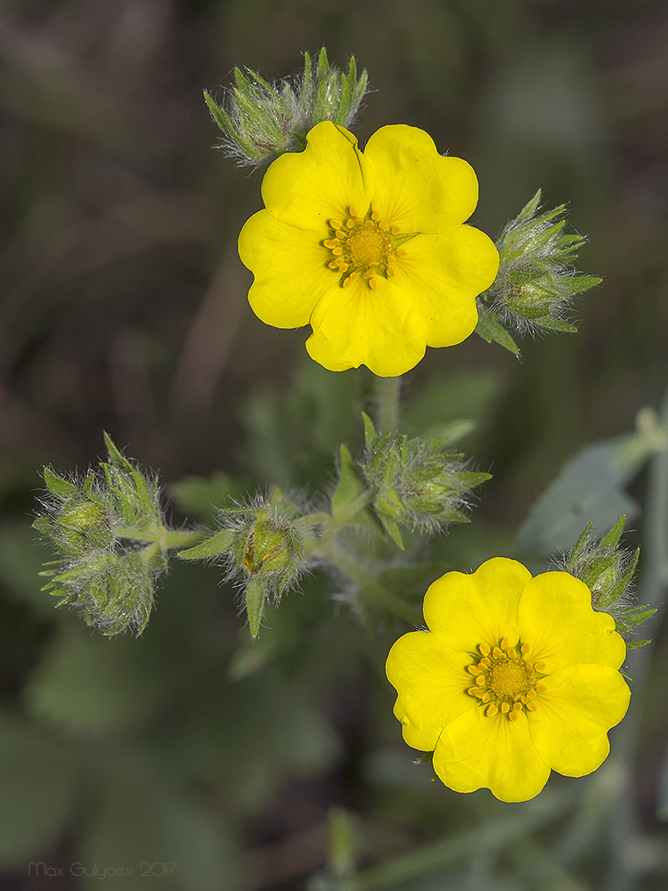 Image of Potentilla astracanica specimen.