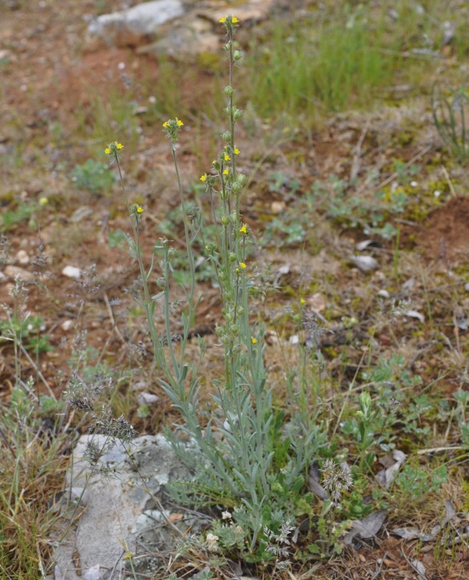 Изображение особи Linaria simplex.