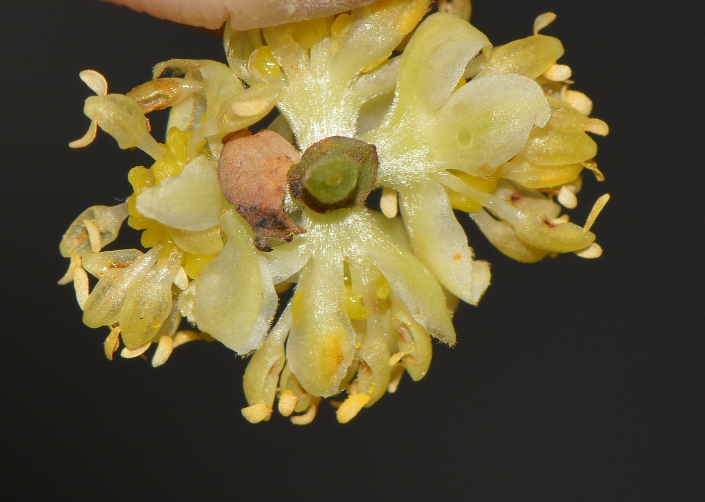 Image of Laurus novocanariensis specimen.
