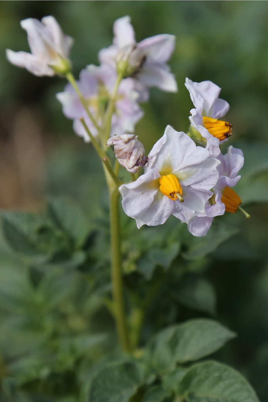 Изображение особи Solanum tuberosum.