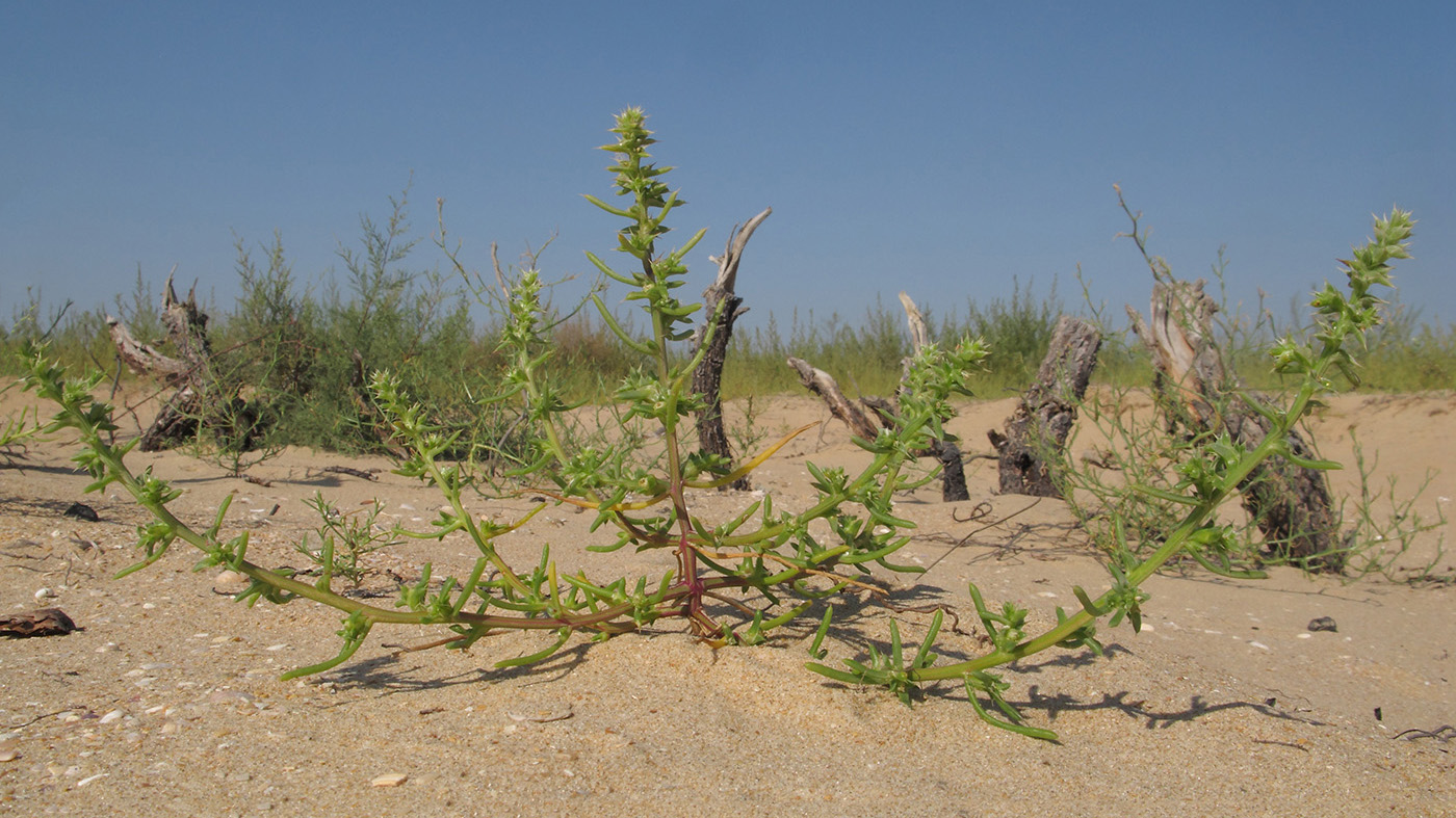 Изображение особи Salsola pontica.