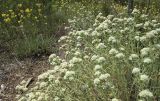 genus Teucrium