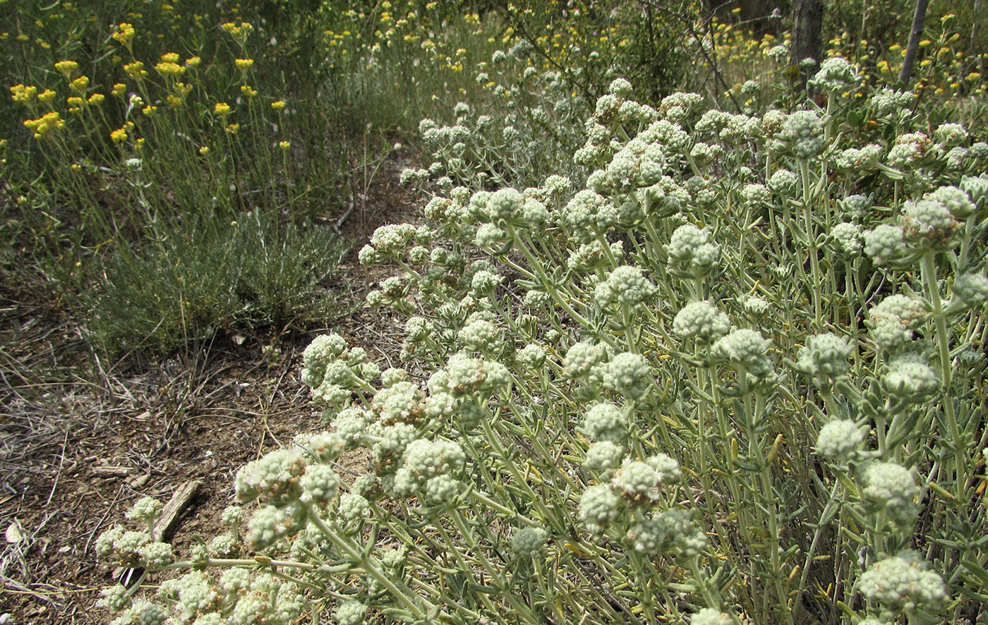 Изображение особи род Teucrium.