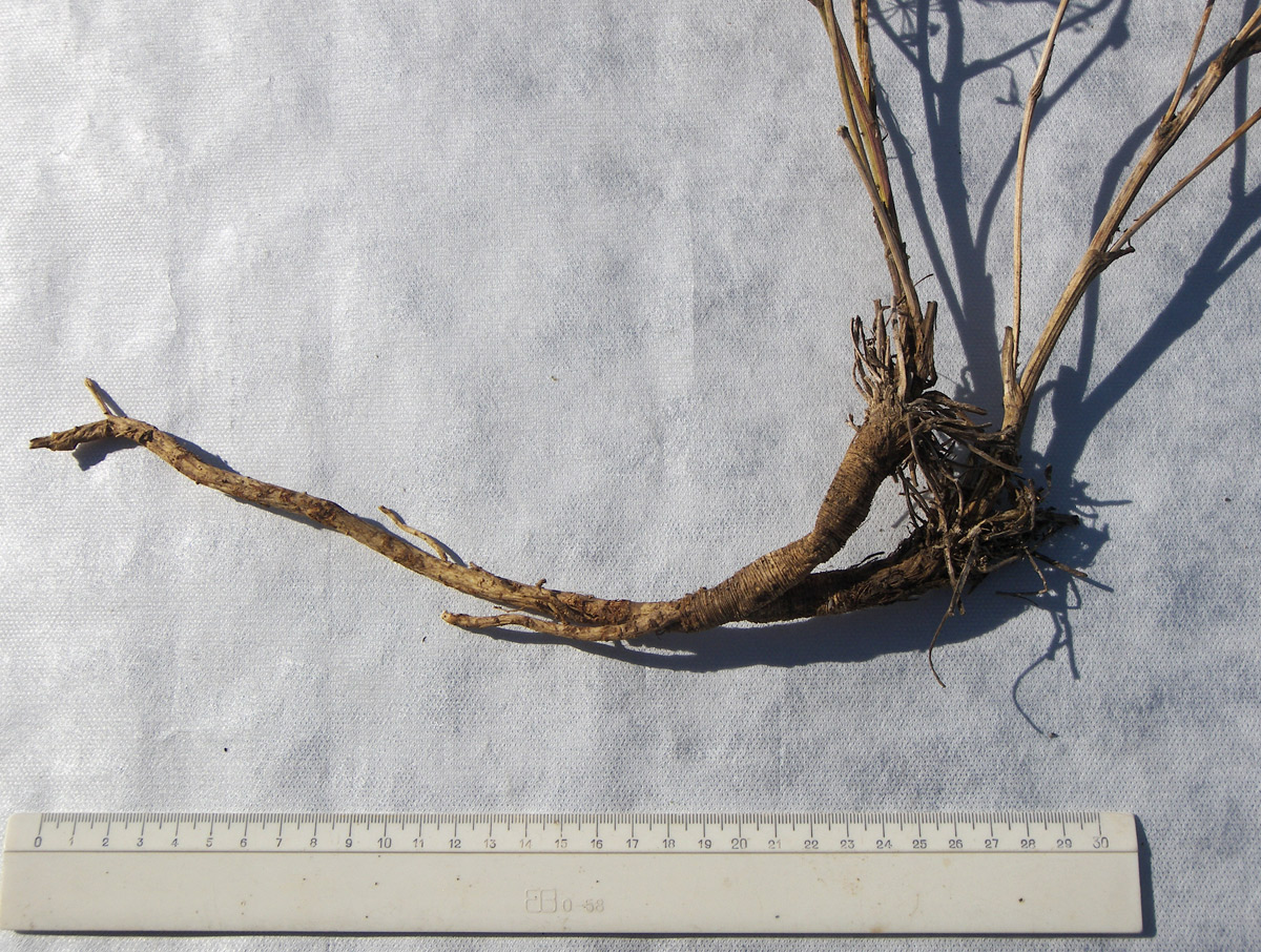 Image of Seseli petraeum specimen.