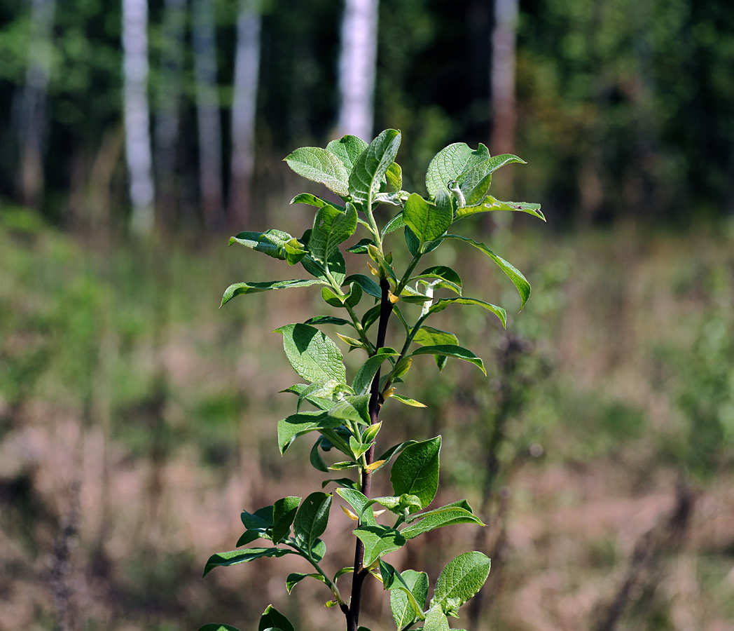 Изображение особи Salix myrsinifolia.