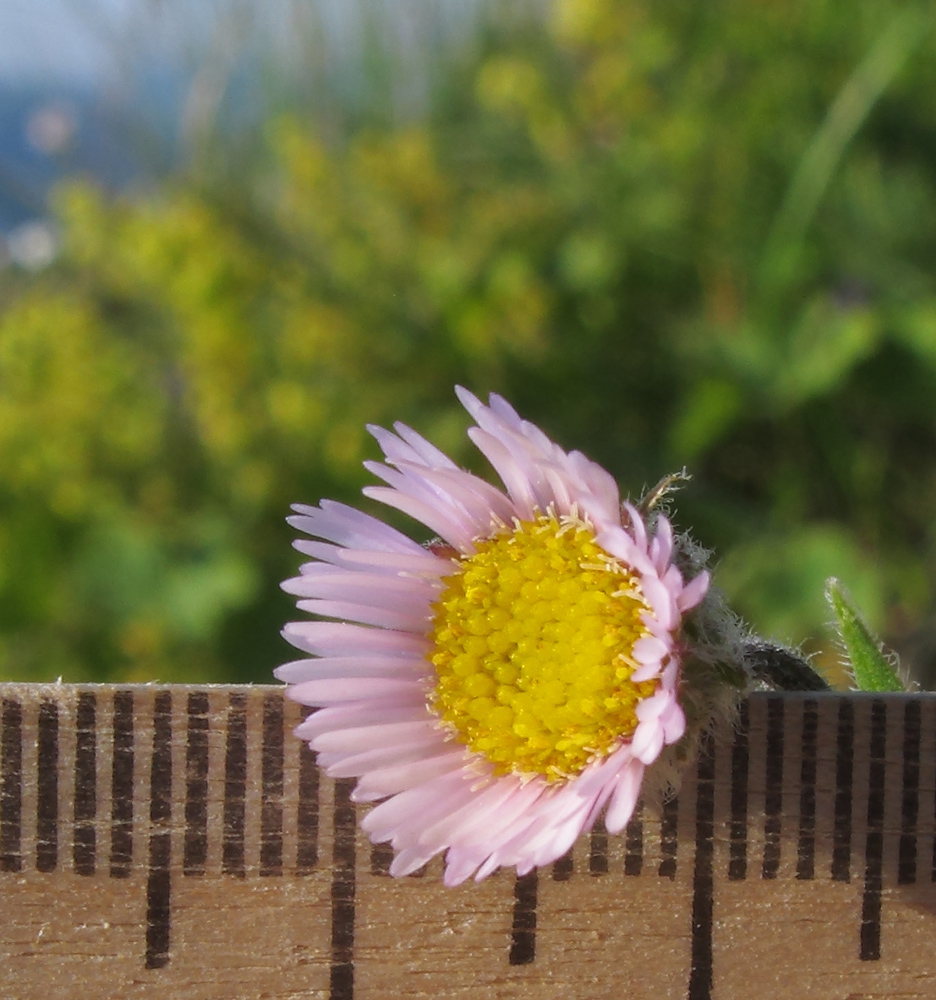 Image of Erigeron alpinus specimen.