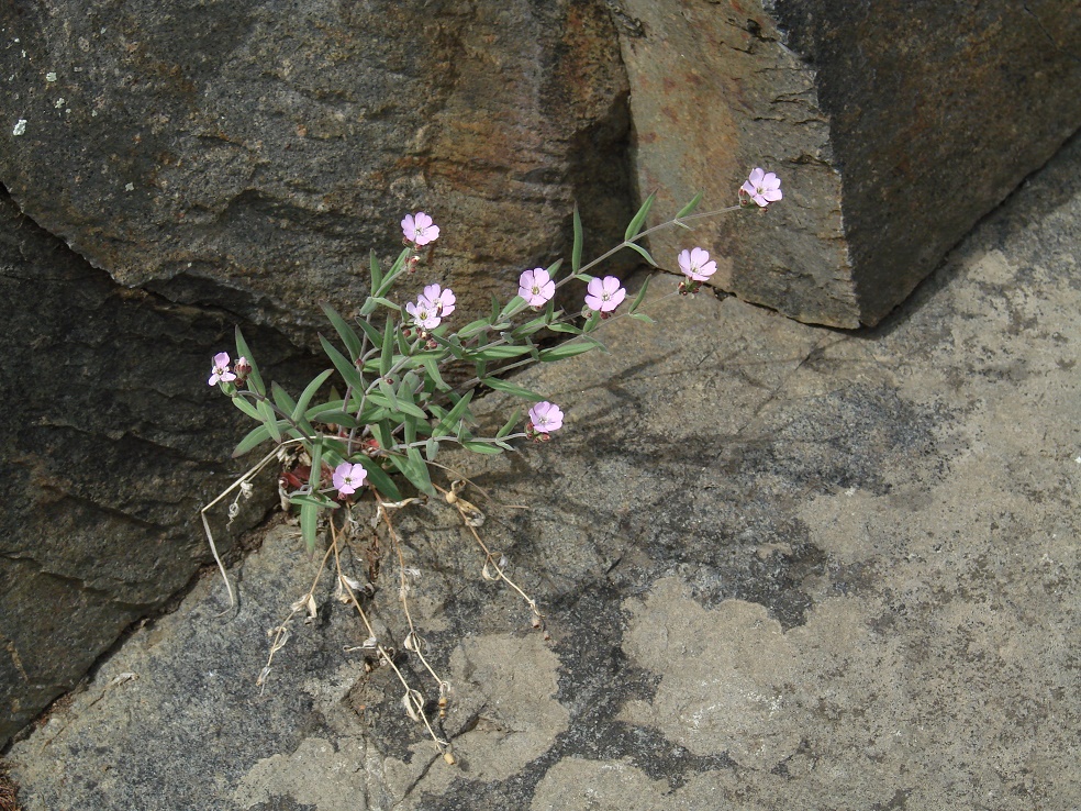 Image of Lychnis sibirica specimen.