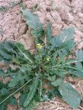 Rapistrum rugosum