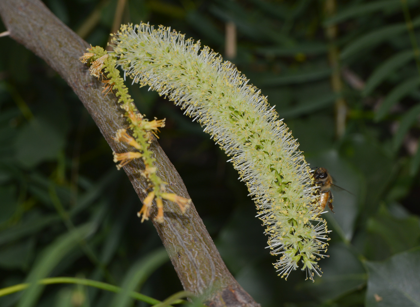 Изображение особи Prosopis juliflora.