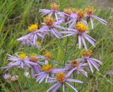 Galatella dahurica