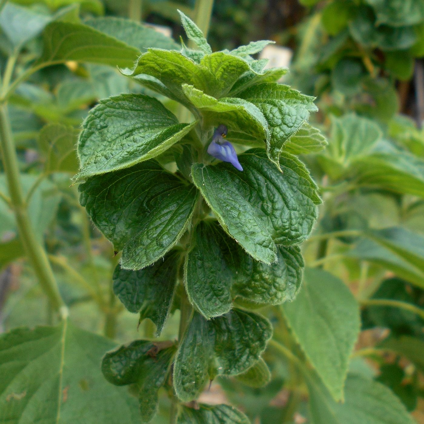 Image of Salvia hispanica specimen.