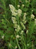 Dactylis glomerata. Соцветие. Восточный Казахстан, г. Усть-Каменогорск, правый берег р. Иртыш, луг. 31.05.2017.