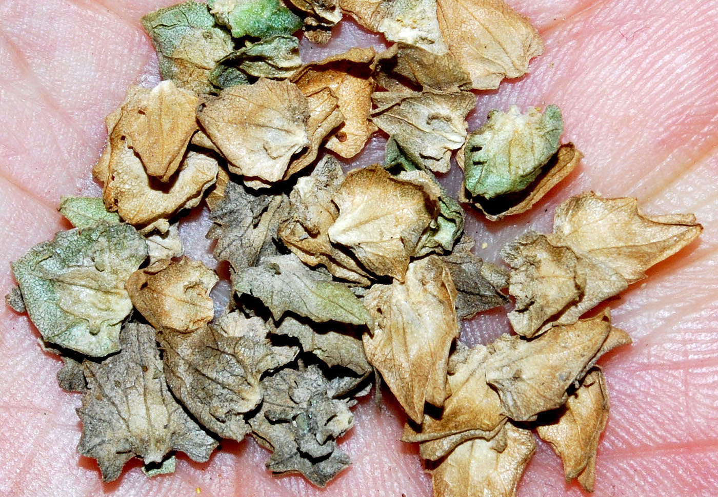 Image of Atriplex tatarica specimen.