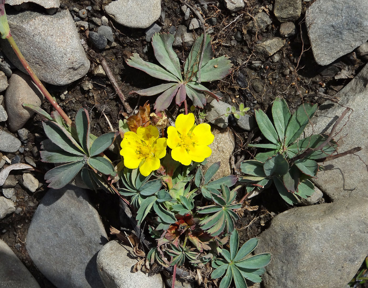 Image of Potentilla stipularis specimen.