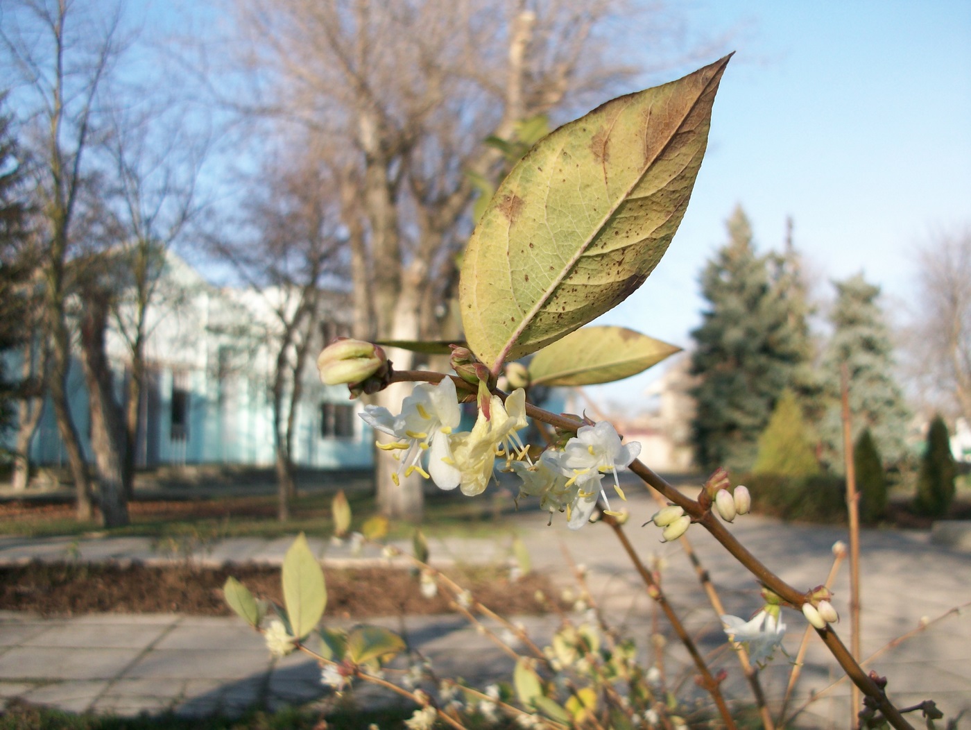 Image of Lonicera fragrantissima specimen.