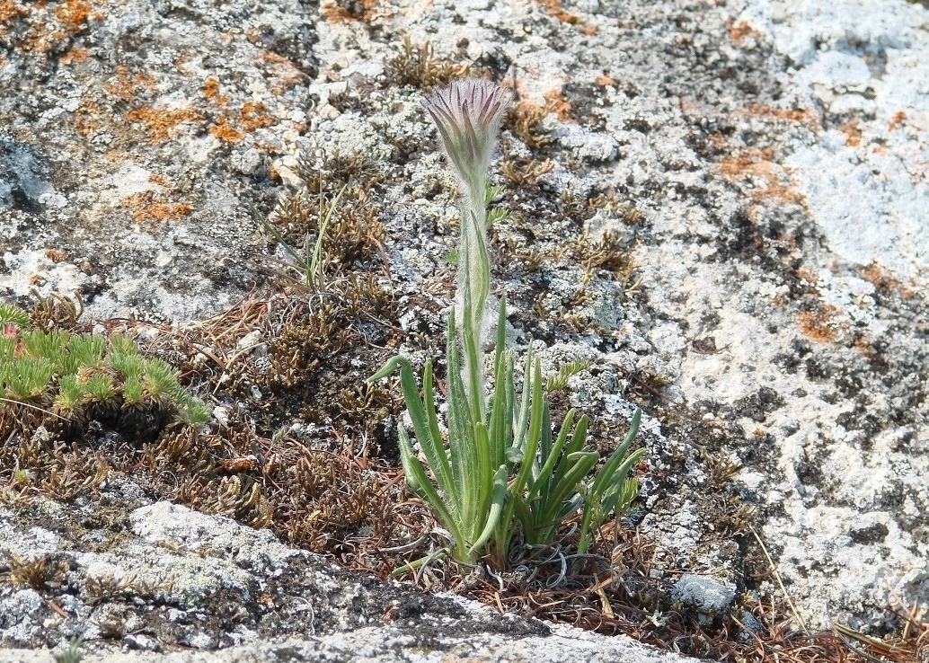 Изображение особи Saussurea schanginiana.