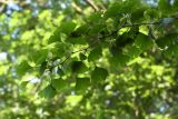 Ginkgo biloba