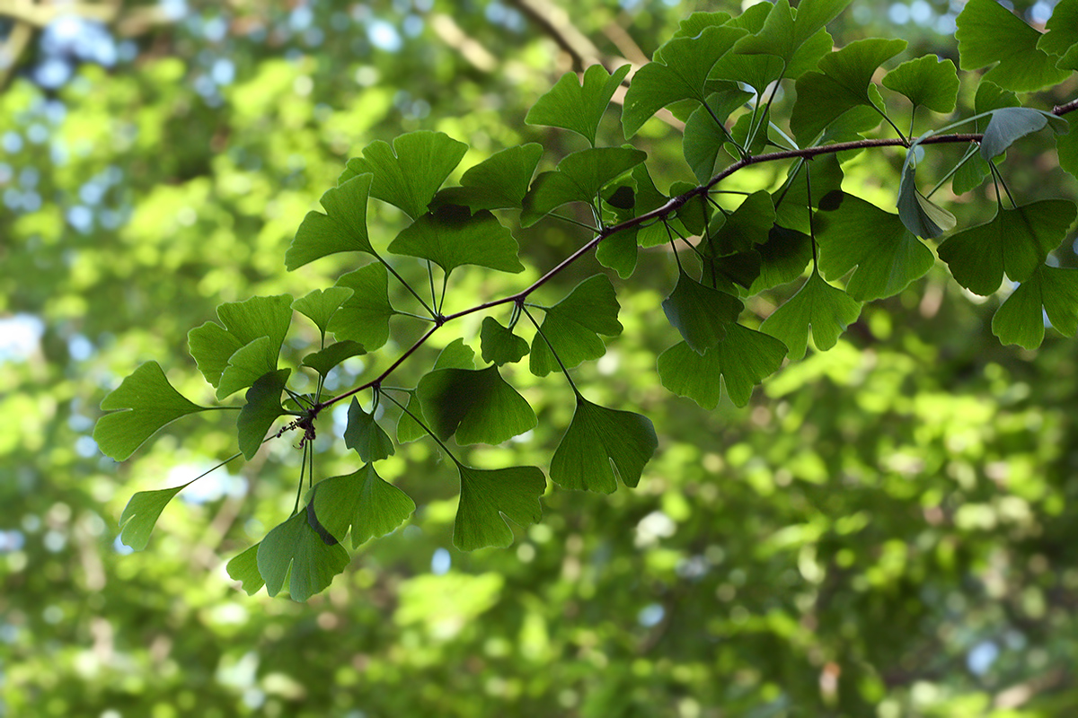 Image of Ginkgo biloba specimen.