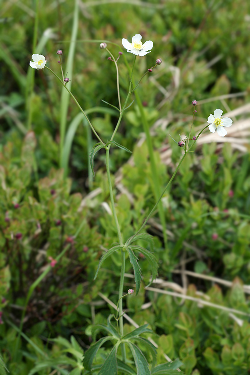 Image of Ranunculus platanifolius specimen.