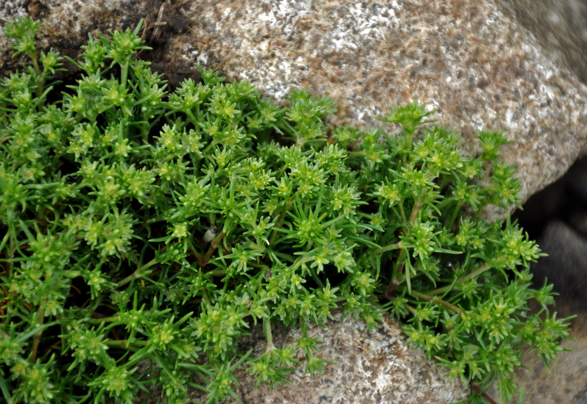 Image of Scleranthus uncinatus specimen.