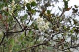 Agarista albiflora. Ветвь с соцветиями. Перу, археологический комплекс Мачу-Пикчу, склон горы Мачу-Пикчу. 13 марта 2014 г.