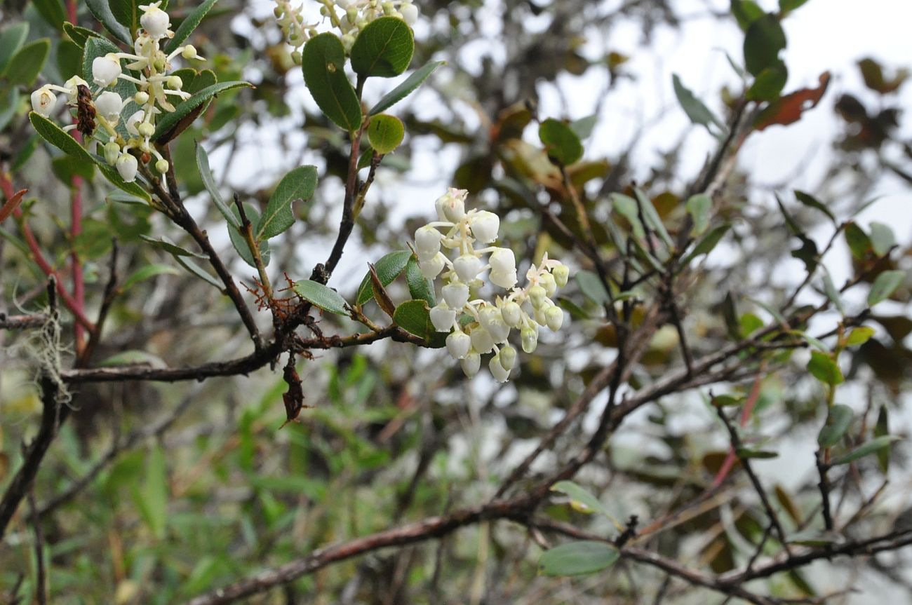 Изображение особи Agarista albiflora.