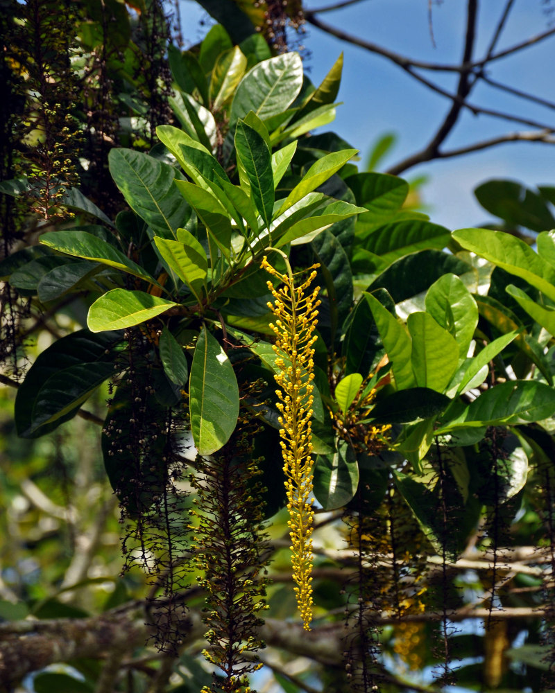 Изображение особи Lophanthera lactescens.