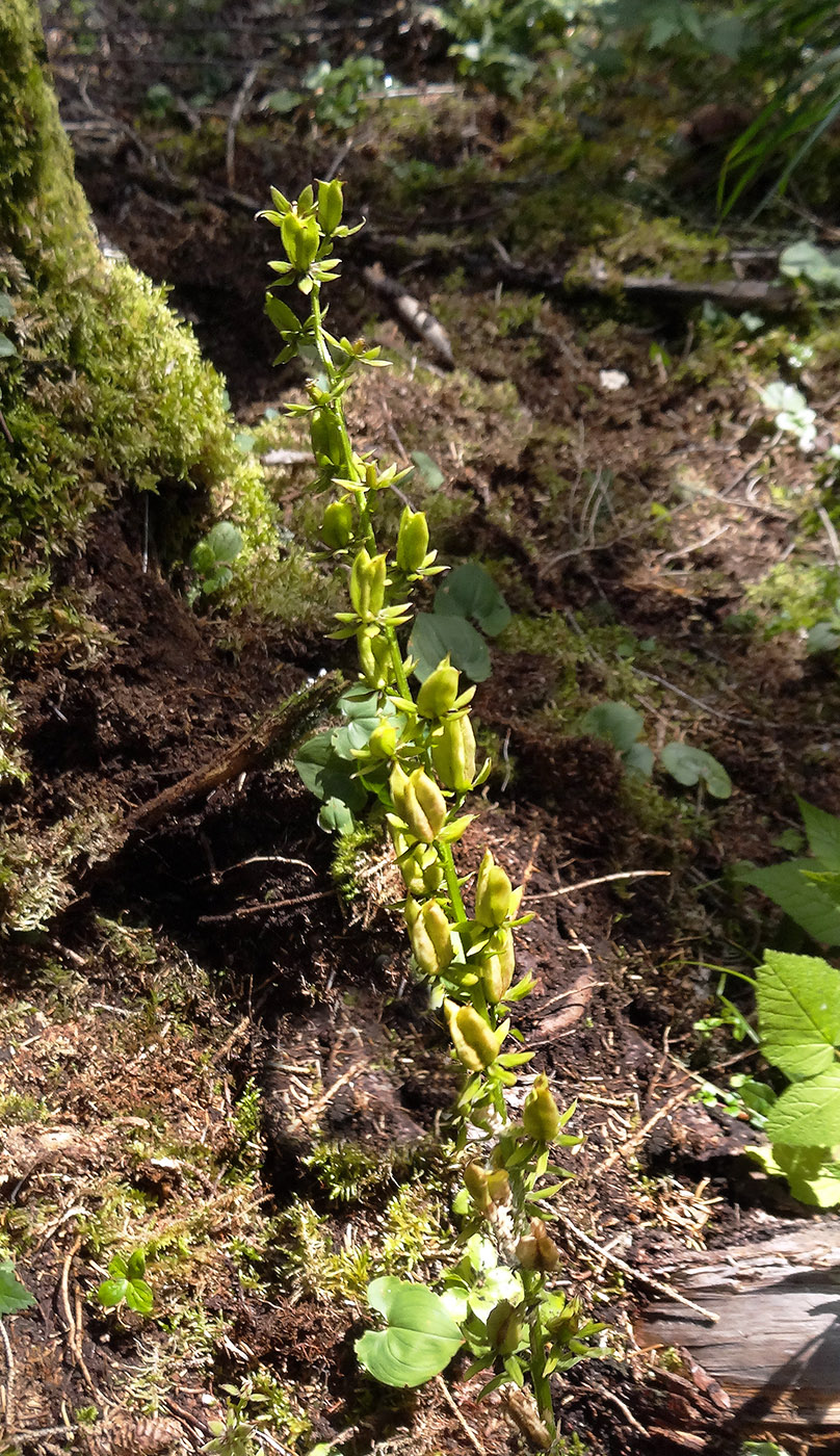 Изображение особи Veratrum anticleoides.