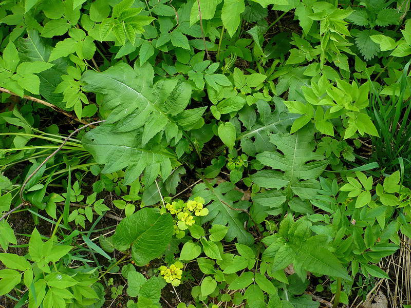 Image of Cirsium oleraceum specimen.