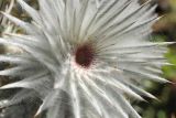 Cirsium occidentale