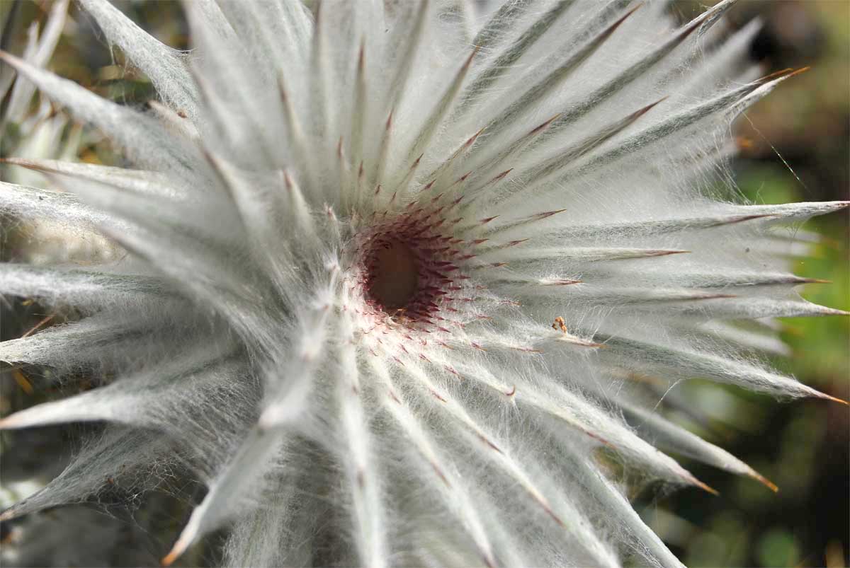 Изображение особи Cirsium occidentale.