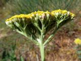 Achillea filipendulina